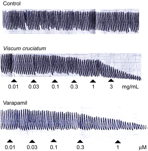 Figure 1.  Tracing showing the spasmolytic effect of Viscum cruciatum crude extract (VCr) and verapamil on spontaneously contracting isolated rabbit jejunum.