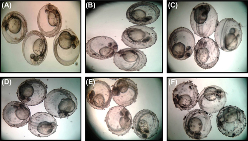 Figure 4. Zebrafish embryos exposed to different concentrations of (5–25 μg/ml) selenium nanoparticles taken at 24 h. (A- control; B-5 μg/ml; C- 10 μg/ml; D-15 μg/ml; E- 20 μg/ml; F- 25 μg/ml).