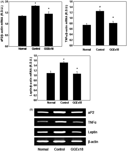 Figure 5. The mRNA expression levels of adipocyte marker genes in visceral adipose tissue of obese mice. (A) Adult male C57BL/6J mice were fed a low-fat diet (normal), a high-fat diet (control), or the high-fat diet supplemented with 250 mg/kg/d GGEx18 for 8 weeks. Total cellular RNA was extracted from visceral adipose tissue and mRNA levels were measured using RT-PCR. All values are expressed as the mean ± SD of relative density units using β-actin as a reference. #p < 0.05 compared with the normal group, *p < 0.05 compared with the obese control group. (B) Representative RT-PCR bands from one of the three independent experiments are shown.