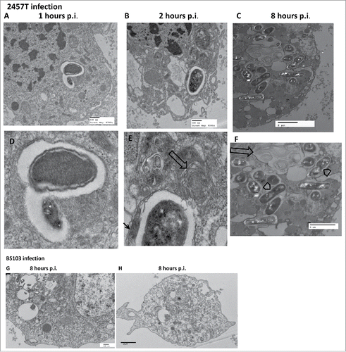 Figure 8. TEM of G. mellonella larval haemocytes after Shigella infection. Haemocytes of G. mellonella infected with 1.0 × 106 CFU/larva, were fixed, sectioned and observed under the TEM. Panel A-F, sections of G. mellonella larval haemocytes infected with S. flexneri 2a 2457T. The lower panels D-F represent higher magnification images of bacteria-containing regions in the corresponding upper panels A-C (wide arrows-structures appearing as onion rings, arrow heads-replicating bacteria, thin arrow-fibrillar edges). Panels G-H, larval haemocytes infected with BS103.