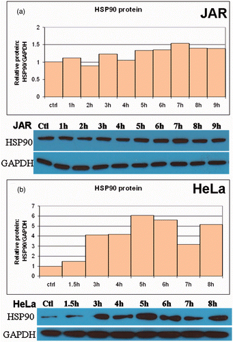 Figure 3. Translational response of Hsp90 to fever range hyperthermia. Western blot analysis was used to analyse Hsp90 protein expression following treatment and fever-range hyperthermia. Hsp90 protein expression varied by cell line, but was enhanced at some point before 9 h of heat treatment. (a) The JAR cell line showed steadily increasing levels of Hsp90 through 7 h. (b) HeLa cells exhibited an interrupted pattern of HSP90 expression, with all time points elevated above baseline.
