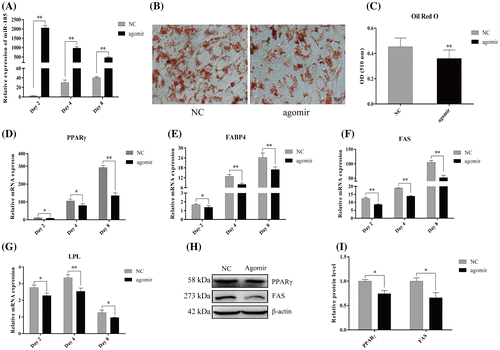 Fig. 2. MiR-185 overexpression inhibits 3T3-L1 cell differentiation.