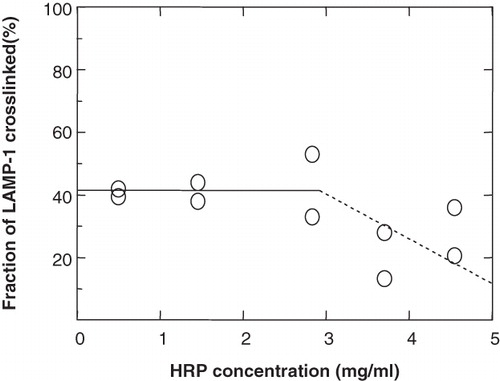 Figure 5. The effect of HRP concentration in a 30-min pulse on the crosslinking of LAMP-1 in lysosomes. P388D1 cells were starved for 15 min in serum-free and methionine-free medium. 35S-methionine was added, the cell suspension split into 5 aliquots and cells were metabolically labelled at 37°C for 1.5 h. HRP was internalized at the indicated concentrations during the last 30 min of the labelling period. The internalized HRP was chased to lysosomes for a further 2.5 h (total duration of a crosslinking experiment was ∼3 h). Aliquots were split into two fractions, one of which was treated for HRP-DAB crosslinking. Samples were analysed for the degree of crosslinking, as described in Figure 4. Symbols refer to duplicate immunoprecipitations of individual samples within the same experiment.