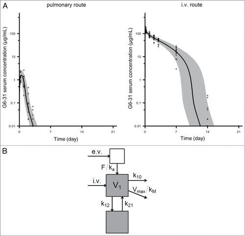 Figure 6. Pharmacokinetics of G6–31. (A) Serum concentration of G6–31 mAb was measured by ELISA in the serum collected at different time points from mice that received a single dose of the mAb (10 mg/kg) either by the pulmonary route (left, n = 13) or intravenously (right, n = 15). Gray area and solid line show the 5th-95th and 50th percentiles of the model-predicted time-concentration profiles, respectively. (B) Schematic representation of the pharmacokinetic compartmental model of G6–31.