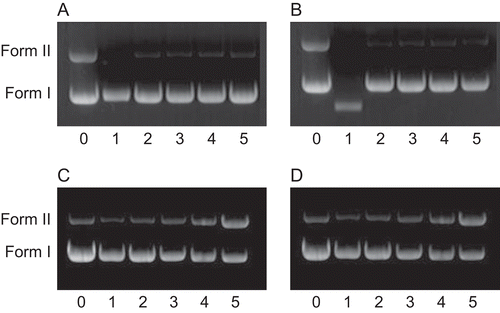 Figure 8.  Cleavage of pBR322 DNA (10 μM) in the presence of complexes. Lane 0, DNA alone; lanes 1–5, in different concentrations of complex: 1, 3.5; 2, 7.0; 3, 14.0; 4, 21.0; 5, 28.0 μM. Quantitation % of Form II: a (0–5): 40.60, 0, 3.84, 3.11, 4.03, 3.99; b (0–5): 41.74, 0, 1.788, 2.82, 3.24, 2.57; c (0–5): 13.81, 7.38, 10.63, 19.58, 40.63, 90.01; d (0–5) 15.74, 9.92, 13.35, 23.91, 41.75, 90.84. a: complex 1, b: complex 2, c: complex 3, d: complex 4.
