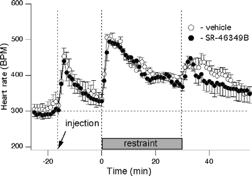 Figure 5 Blockade of 5-HT receptors with SR-46349B does not affect tachycardia elicited by the restraint stress. Averaged traces from 7 rats obtained after injection of either vehicle (○) or SR-46349B at a dose of 1 mg/kg (•) 15 min prior to the restraint. Heart rate was significantly elevated following vehicle or drug injection and during restraint compared to the baseline. There was no significant effect of SR46349B.