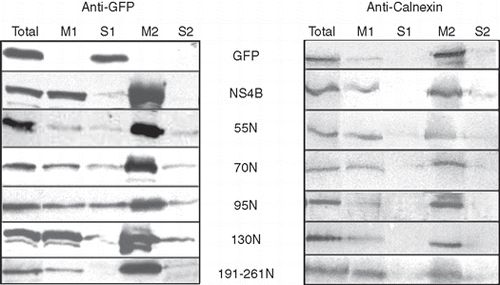 Figure 5.  Partition of the GFP chimeric NS4B mutants into sodium carbonate extracted membranes. WRL68 cells, expressing GFP chimeric NS4B mutants or NS4B-GFP or GFP, were subjected to subcellular fractionation (methods) 40 h p.t. and the isolated membrane fractions were treated with 100 mM sodium carbonate pH 11.5 (methods). Proteins were analyzed by SDS PAGE (12% w/v) and Western Blot. Nitrocellulose filters were probed with the anti-GFP (0.45 μg/ml) pAb followed by the goat anti-rabbit HRP conjugated pAb and developped by the ECL system (A) and were subsequently stripped of the anti-GFP and anti-rabbit Abs, reprobed with the anti-calnexin pAb (1:2000) and the anti-rabbit HRP conjugated Ab and developped with the diaminobenzidine chromogen as a substrate for the reaction (B). Total: 1/60th of the cell homogenate subjected to centrifugation at 200,000 g, after removal of nuclei and unbroken cells; M1: membrane fraction, 1/60th of the membrane pellet collected by the 200,000 g centrifugation; S1: supernatant of the first 200,000 g centrifugation, 1/60th of the soluble fraction; M2: membranes after sodium carbonate extraction, 1/3rd of the total membrane fraction (20× more concentrated sample from M1); S2: 1/3rd of the proteins extracted with sodium carbonate treatment of the M1 fraction.