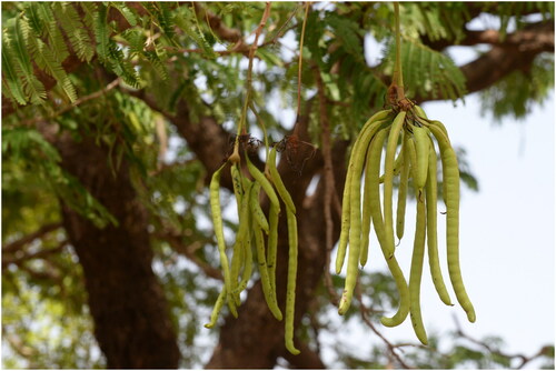 Figure 3. Fruits (pods) of Parkia biglobosa from a Parkland in Burkina Faso. Pulp and seeds are consumed as edible products (credit: Barbara Vinceti, Bioversity International).
