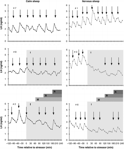 Figure 3.  Representative profiles of the plasma concentration of LH secretion in calm (left panels; black diamond) and nervous (right panels; grey square) sheep maintained with companion sheep (top panels; control), subjected to isolation stress (middle panels; isolation only) or the layered stressor paradigm (bottom panels). Isolation (I) is indicated by the pale grey shaded area. The onset of each of stressors in the layered stressor paradigm is indicated by the first letter of the stressor (i.e. M for mannequin, B for blower and R for restraint). Pulses of LH are indicated by the placement of an arrow at the peak of the pulse.