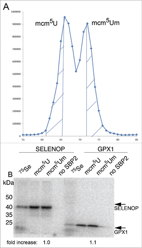 Figure 2. In vitro translation of GPX1 and SELENOP mRNAs in rabbit reticulocyte lysate using purified 75Se-labeled Sec-tRNA[Ser]Sec. (A) Large scale purification of the mcm5U and mcm5Um isoforms of Sec-tRNA[Ser]Sec by RPC-5 chromatography. The shaded areas represent the fractions that were pooled for each isoform. (B) 100 ng each of GPX1 and SELENOP mRNAs were translated in rabbit reticulocyte lysate in the presence of inorganic 75Se or the Sec-tRNA[Ser]Sec isoforms as indicated. The fold increase in SELENOP and GPX1 translation as a function of the presence of mcm5Um Sec-tRNASec is indicated below.