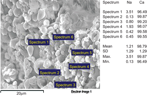 Figure 3.  EDX analysis coupled with SEM: relative sodium and calcium percentages calculated on element emission intensity from distinct microparticles. The image refers to the sample A1.
