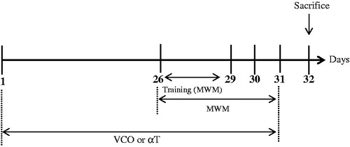 Figure 1. Timeline of treatment and Morris Water Maze (MWM) Test for treatment groups (VCO and αT).