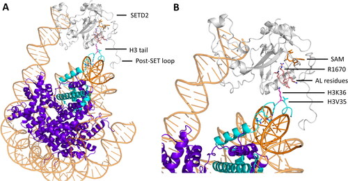 Figure 8. Possible mechanism of SETD2 histone tails binding. A| Hypothetical strucutre of the histone tail (modified from PDB 7EA5 (Liu et al. Citation2021)) interacting with the DNA and forming a hairpin-like conformation with the target lysine facing outside. B| First contacts between H3K36 and H3V35 and the SETD2 AL (modified from PDB 6VDB) could trigger conformational changes in the AL and R1670 opening the SETD2 binding cleft.