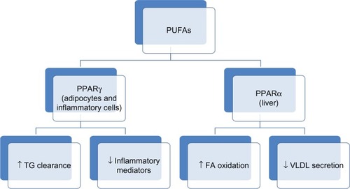 Figure 1 Mechanism of action of PUFAs in lowering the hepatic production of TGs.