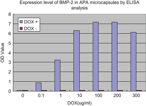 Figure 4. Expression level of BMP-2 in APA microcapsules by ELISA analysis. BMSCs in APA microcapsules were seeded into 24-well culture plates at a density of 3 × 104 cells per well, 4h after co-transfection of rat BMSCs with ADV-hBMP2 and Adeno-X Tet-On, the culture fluids were replaced with 3 mL of fresh DMEM with supplement of 2% FBS and doxycycline (DOX) (Sigma–Aldrich) at the following concentration: 0, 10−1, 100, 101, 102, 2 × 102, 3 × 102 μg/mL. Following additional 48-h incubation, the culture medium was collected to evaluate the expression level of BMP-2 by means of ELISA kit (R&D) according the manufacture's manual. Results show highly significant differences between the induced and uninduced samples (p < 0.0001) when DOX concentration was over 0.1 ug/ml.