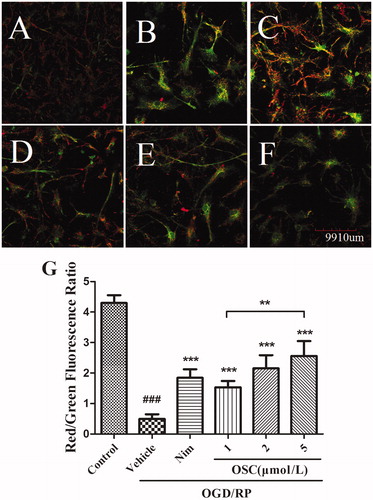 Figure 6. Effects of OSC on MMP changes in primary hippocampal neuronal cell under OGD 2 h/RP 24 h as indicated by JC-1(×200). (A) Control cells. (B) Cells exposed to OGD 2 h/RP 24 h with no treatment of OSC. (C) Nim (12 μmol/L) was added to the culture before the reperfusion. (D–F) OSC (1, 2, and 5 μmol/L) was, respectively, added to the culture before the reperfusion. (G) Effects of OSC on MMP changes in primary hippocampal neuronal cell under OGD 2 h/RP 24 h. Histograms represent mean ± SD, n = 6. ###p < 0.001 OGD/RP + vehicle group versus control group; **p < 0.01, ***p < 0.001 versus OGD/RP + vehicle group.