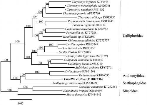 Figure 1. Maximum-likelihood phylogram of Fucellia costalis and related Diptera. Numbers along branches are RaxML bootstrap supports based on 1000 replicates. The legend below represents the scale for nucleotide substitutions.