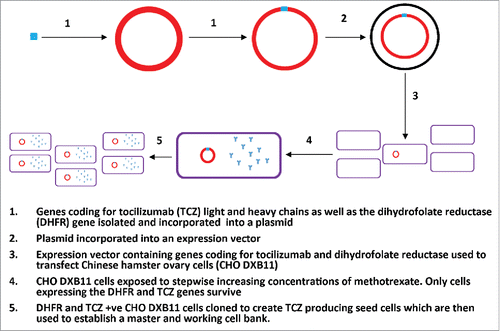 Figure 2. The development and isolation of tocilizumab producing seed cells. This figure adapted from the production section of the IV tocilizumab EPAR, details the insertion of the gene coding for tocilizumab production into a host CHO cell and the subsequent processes to isolate and culture the tocilizumab producing CHO cell into a viable master and working cell bank.