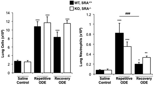 Figure 4. Total lung cells and lung neutrophils following repetitive ODE treatments and 1 week recovery in SRA KO mice. Mice were intra-nasally treated with saline or ODE daily for 3 weeks (repetitive ODE) or treated daily for 3 weeks followed by no treatment for 1 week (recovery ODE) whereupon mice were euthanized, lavage fluid removed, pulmonary vasculature perfused, and lung cells dissociated. (a) Mean total lung cells as determined by hemocytometer. (b) Mean total neutrophils (% LY6G+ neutrophils (see Supplemental Figure 1) of CD45+ cells [as determined by flow cytometry] multiplied by total lung cells) in WT and SRA KO mice. Error bars represent SE. Statistical significance (*p < 0.01, **p < 0.01, ***p < 0.001) versus saline. ###p < 0.001: significant difference between WT repetitive ODE and WT recovery ODE (1-way ANOVA with Tukey’s post-hoc test). n = 5–8 mice/group.