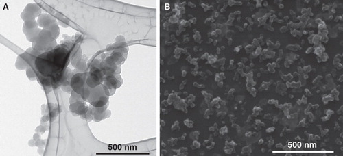 Figure 4. Printex 90 intratracheal instillation exposure characterization by TEM and SEM. (A) Transmission Electron Micrograph of agglomerated small- and medium size Printex 90 aggregates (67 μg/mL). (B) Scanning Electron Micrograph illustrating the overall size and morphologies of Printex 90 aggregates and agglomerates in the dispersions (1.675 μg/mL).