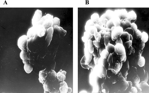 FIG. 3 Scanning electron microscopy (SEM) photographs showing apoptosis in avian lymphocytes induced by deltamethrin. (A) Budding of apoptotic bodies from lymphocyte (X15,000); (B) Apoptotic bodies on lymphocyte surface (X15,000).