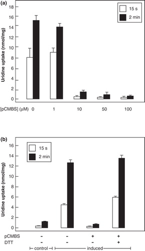 Figure 6. Effect of pCMBS treatment on uridine transport in E. coli cells induced to express wild-type NupG. (a) Concentration-dependence of the effect of pCMBS on uptake of 50 μM uridine, measured for 15 s or 2 min as indicated. Results shown are mean ± SD (n = 3) and have been corrected for uptake into non-induced cells. (b) Reversibility of pCMBS inhibition by DTT. Non-induced (control) or induced cells were treated with or without 100 μM pCMBS for 5 min, washed with transport buffer and then treated with or without 100 mM DTT for 5 min before subsequent measurement of 50 μM uridine uptake, over periods of 15 s or 2 min, as indicated. Results shown are mean ± SD (n = 3).