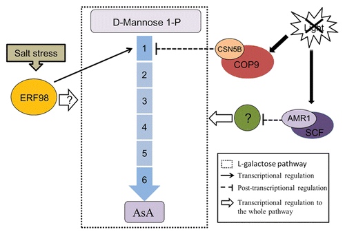 Figure 1. Overview of the reported regulators on L-galactose pathway of AsA synthesis. The broken line box shows L-galactose pathway. Enzymes: (1) GDP-Man pyrophosphorylase (VTC1);(2) GDP-Man-3′,5′-epimerase (GME);(3) GDP-L-Gal phosphorylase (VTC2/VTC5); (4) L-Gal 1-phosphate phosphatase (GPP);(5) L-Gal dehydrogenase (GalDH); (6) L-GalL dehydrogenase (GalLDH). Salt stress triggers ERF98 expression and subsequently VTC1 higher expression on transcriptional level, finally improving AsA content to respond stress, but the modulation of ERF98 on other enzymes needs further research. Light inhibits AMR1 expression, which further deactivates the expression of the synthesis enzyme genes mediated by an unknown protein. When the light goes out, CSN5B carry out function to inhibit AsA synthesis on post-transcriptional level through interaction with VTC1 directly to promote its degradation.