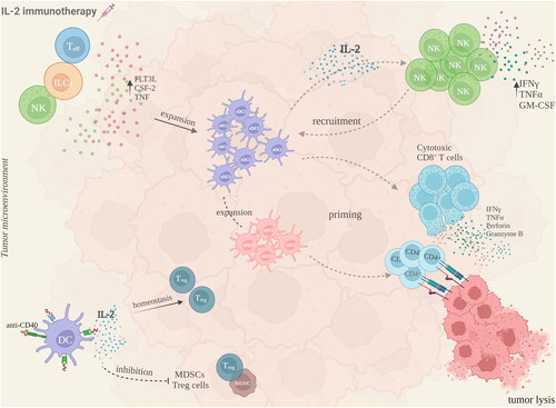 Figure 2. Proposed interactions between DC and other immune cells in the TME, following IL-2 immunotherapy. Upon IL-2 administration, T-effector cells, ILCs and NK cells expand the cDC1 population in the tumor microenvironment, through the increased production of FLT3L, CSF-2 and TNF. Subsequently, cDC1-mediated IL-2 secretion aids the NK cell production of IFNγ, TNFα and GM-CSF. In this bi-directional crosstalk, NK cells further recruit cDC1 cells which lead to a concomitant increase in the cDC2 population, leading to an anti-tumoral priming of cytotoxic CD8+ T-cells and CD4+ T-cells respectively. A combinatorial treatment with IL-2 and for example anti-CD40 or all-trans retinoic acid, has shown that DC are able to promote a Treg cell homeostasis in the TME, following DC-derived IL-2 secretion, and an inhibition of suppressive cell populations like MDSC, further augmenting the anti-tumoral immune response. This figure was created with Biorender.com.