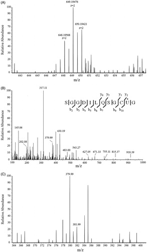 Figure 7. Mass spectrum of trypsinized NACC-treated TrxR1. (A) Mass spectrum of mono-p-chlorophenyl carbamoylated peptide –SGGDILQSGCUG containing active site of the enzyme. (B) Fragmentation of precursor ion m/z 649.19475 eluting at 33.5 min from trypsin-digested NACC-treated TrxR1. A series of fragment ions were observed including the ion m/z 379.99 which is the p-chlorophenyl carbamoylated y2 ion. (C) The extended tandem mass spectrum of (B) shows the chlorine element on the ion m/z 379.99 through isotope peak at m/z 381.99 confirming the p-chlorophenyl carbamoyl adduct.