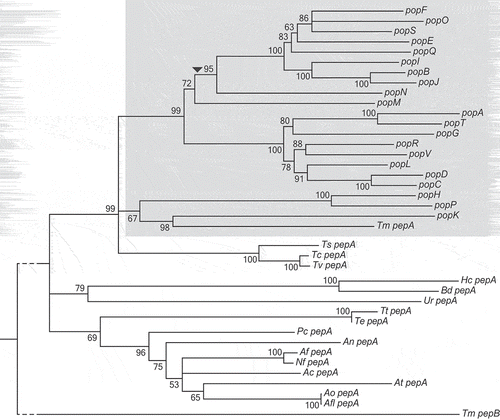 Figure 1. T. marneffei aspartyl protease encoding gene expansion.A neighbor-joining relatedness tree of genes in the pop expansion as well as pepA orthologues in other Eurotiomycetidae species. Branch confidence values are bootstrap supports from 1000 pseudoreplicates. T. marneffei pepB is included as an outgroup. The grey shading denotes expanded pop clade in T. marneffei. The dashed line denotes shortened branch lengths. The arrowhead indicates the position of a predicted retrotransposition event. Species abbreviations are as follows: Ts, Talaromyces stipitatus; Tc, Talaromyces cellulolyticus; Tv, Talaromyces verruculosus; Te, Trichophyton equinum; Tt, Trichophyton tonsurans; An, Aspergillus nidulans; Pc, Penicillium chrysogenum; Af, Aspergillus fumigatus; Nf, Neosartorya fischeri; Ac, Aspergillus clavatus; At, Aspergillus terreus; Ao, Aspergillus oryzae; Aa, Aspergillus avus; Ur, Uncinocarpus reesei; Hc, Histoplasma capsulatum; Bd, Blastomyces dermatitidis.