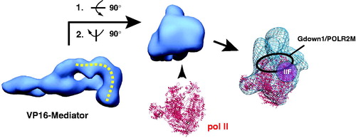 Figure 13. Gdown1/POLR2M, TFIIF and pol II each converge on the same structural interface of Mediator. At left is shown a “bottom” view of the VP16-Mediator complex (Taatjes et al., Citation2002). A pol II interaction surface is highlighted by the yellow dashed line. This distinctive interaction surface forms upon TF binding (see Figure 11). At center is a “front” view of the Mediator complex, with pol II (red ribbon; PDB 1Y1V) oriented consistent with its bound state orientation in the VP16-Mediator-pol II-TFIIF assembly (Bernecky et al., Citation2011), shown at right. Highlighted at right is a general location for Gdown1 binding to pol II, based upon cryo-EM data (Wu et al., Citation2012), as well as the approximate location of TFIIF, based upon crosslinking-MS data and cryo-EM data (Chen et al., Citation2010b; Eichner et al., Citation2010; He et al., Citation2013). The cryo-EM map for the VP16-Mediator-pol II-TFIIF assembly is shown in blue mesh, with pol II docked as described (Bernecky et al., Citation2011). (see colour version of this figure online at www.informahealthcare.com/bmgwww.informahealthcare.com/bmg).