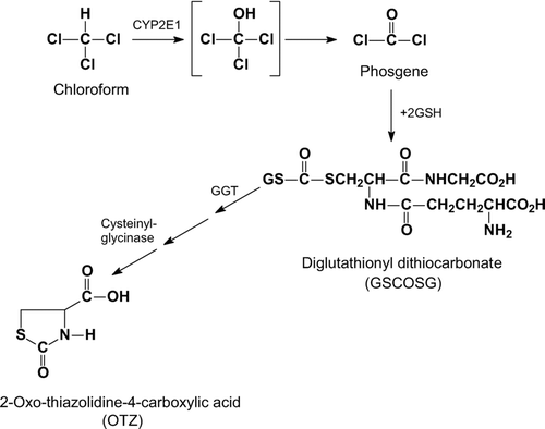 Figure 6 Metabolic activation of chloroform to phosgene and subsequent detoxication by glutathione. Chloroform is oxidized by CYP2E1 to an unstable hydroxylated intermediate, which spontaneously rearranges to the chemically reactive phosgene, the putative toxic species. Phosgene can react spontaneously with glutathione (GSH), the product of which is non-toxic. The glutathione conjugate is further metabolised via γ-glutamyltranspeptidase and cysteinylglycinase to yield 2-oxo-thiazolidine-4-carboxylic acid (OTZ), an unreactive product.
