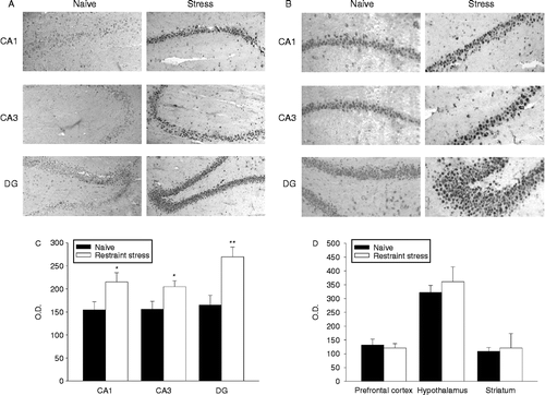 Figure 1.  Effects of acute restraint stress on hippocampal nociceptin expression. (A) Representative photomicrographs showing the increase in immunoreactivity in the CA1, CA3, and DG areas of naive rats (left panels) and rats subjected to 120 min of restraint stress (right panels). Immunohistochemical pictures are shown together with their localization in the hippocampus at level – 2.8 mm of bregma (upper panel). All images are magnified equally (200 × ). (B) Representative immunoreactivity photomicrographs of the same areas as those in (A) magnified equally (400 × ). (C) Semiquantitative analysis of N/OFQ immunoreactivity signal in hippocampal subfields. Values are expressed as means OD ± SEM (n = 6) rats per group. *p < 0.05, **p < 0.01 versus corresponding naive group (Student's t-test). (D) Semiquantitative analysis of N/OFQ immunoreactivity signal in prefrontal cortex, hypothalamus, and striatum. Values are expressed as means OD ± SEM (n = 6) rats per group.