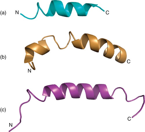 Figure 5. NMR solution structures of three cell-penetrating peptides derived in different membrane mimetic media. The structure of penetratin (a) was in q = 0.5 DMPC/DMPG/DHPC phospholipid bicelles (30% PG), of transportan (b) in q = 0.33 DMPC/DHPC, and of the N-terminal fragment (1–30) of the bovine Prion protein (c) in DHPC. The Figures were generated with PyMol (W.L. DeLano, The PyMol Molecular graphics system [2002], http://www.pymol.org). The coordinates were taken from the PDB (www.rcsb.org) (penetratin: 1OMQ, transportan: 1SMZ and bovine Prion protein-derived peptide: 1SKH). This Figure is reproduced in colour in the online version of Molecular Membrane Biology.