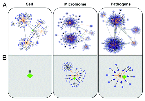 Figure 2. TCR-Epitope Networks (developed using Cytoscape) for regulatory T cell epitopes (A) and effector T cell epitopes (B). Epitopes with TCR-facing residues similar to each of the test epitopes were identified in protein sequences from the human genome (HG; left), human microbiome (HM; center), and human viral and bacterial genomes (HP; right) databases. Green diamonds represent source peptides; gray squares are predicted nine-mer epitopes derived from the source peptide (predicted using EpiMatrix); blue triangles are nine-mers that are 100% identical to the TCR face of the source epitope and that are predicted to bind to the identical HLA; and light purple circles are proteins containing the cross-reactive epitope.