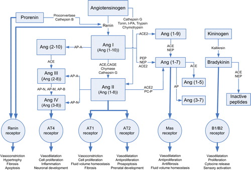 Figure 1.  Tissue RAS-angiotensin synthesis pathways. (ACE = angiotensin-converting enzyme; ACE2 = angiotensin-converting enzyme-related carboxypeptidase; Ang I,II,III,IV = angiotensin I,II,III,IV; Ang (1-10) = angiotensin (1-10); Ang (1-8) = angiotensin (1-8); Ang (2-8) = angiotensin (2-8); Ang (3-8) = angiotensin (3-8); Ang (1-9) = angiotensin (1-9); Ang (1-7) = angiotensin (1-7); Ang (1-5) = angiotensin (1-5); Ang (3-7) = angiotensin (3-7); AT1 = angiotensin II type 1 receptor; AT2 = angiotensin II type 2 receptor; AT4 = angiotensin II type 4 receptor; AP = aminopeptidase (-A,-N,-M,-B); B1/B2 = bradykinin receptors; CAGE = chymostatin-sensitive Ang II generating enzyme; Mas receptor = Ang (1-7) receptor type; Nep = neprilysin; PEP = prolyl endopeptidase; PCP = prolylcarboxypeptidase; tPA = tissue-type plasminogen activator.)