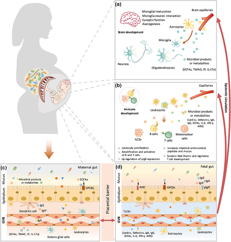 Figure 3. The maternal microbiota or microbiota metabolites regulate fetal immunity and brain development. Bacterial metabolites can be absorbed into the bloodstream and then transported to the fetus during placentation. These metabolites derived from maternal bacteria regulate multiple biological functions of the fetus. Short-chain fatty acids (SCFAs) produced by microbial fermentation of high-fiber diets may regulate microglial maturation, microglial cell-neuron interactions, and synaptic function in the hippocampus by activating fatty acid receptors (GPR41 and GPR43). During pregnancy, maternal microbes also increase axonal numbers and promote thalamocortical axon development in the fetal brain by modulating the levels of metabolites, such as trimethylamine-N-oxide (TMAO) and imidazole propionate (IP). In addition, pathogen infection during pregnancy increases proinflammatory cytokine IL-17a secretion, which is transmitted through the circulation, affects fetal brain development and induces abnormal cortical phenotypes. Maternal microbes are also involved in the regulation of fetal immune establishment during pregnancy. Maternal intestinal Escherichia coli HA107 colonization increases fetal intestinal leukocyte proliferation (that of type 3 innate lymphocytes (Ilc3s) and monocytes) as well as the production of intestinal antimicrobial peptides (C-type lectins and defensins of the REG family) and mucus. Some microbiota-derived compounds are microbial aryl hydrocarbon receptor (AhR) ligands, which promote the amplification of ILC3s. Maternal-derived SCFAs also regulate thymus and T-lymphocyte development. Maternal infection by a pathogen (Yersinia pseudotuberculosis) regulates fetal immunity through an increase in the levels of IL-6, which crosses the placental barrier and promotes intestinal Th17 cell responses and intestinal protective immunity in the fetus. Therefore, maternal microbial metabolites (AhR ligands and SCFAs) and the cytokine-mediated response (IL-6) synergistically regulate the early establishment of immunity before birth. AIRE, autoimmune regulator; AJ, adherens junction; GPCRs, G protein-coupled receptors; GVB, gut vascular barrier; IFN-γ, interferon γ; IgA, immunoglobulin A; IgA+, IgA+ plasma cells; IgG, immunoglobulin G; pIgr, polymeric immunoglobulin receptor; TJ, tight junction.