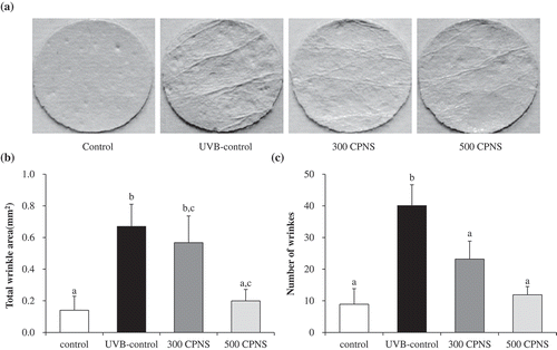 Figure 5. Effect of CPNS supplementation on UVB-induced wrinkle formation. The dorsal skin surface of hairless mice was exposed to UVB three times a week for 12 weeks, and the mice were supplemented with saline or CPNS. At the end of the experiment, (a) skin replica images were obtained and (b) total wrinkle area and (c) number of wrinkles were analyzed by using a Visioline® VL 650 device.