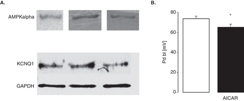 Figure 6. Depolarization of proximal renal tubule cells by stimulation of AMPK (A) Original Western Blots demonstrating expression of AMPKα (upper panel) and KCNQ1 (lower panel; GAPDH was used as loading control) in isolated proximal tubules of C57 BL/6 mice. (B) Arithmetic means ± SEM (n = 7–8) of the potential difference across the basolateral membrane (PD) of isolated perfused proximal renal tubules from C57 BL/6 mice incubated for 1 h at 22°C in the absence (left bar) or presence (right bar) of AMPK stimulator AICAR (10 mM). * (p < 0.05) indicates statistically significant difference from the values obtained in absence of AICAR.