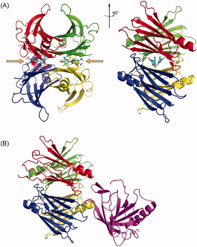 Figure 1. TTR structures revealing small molecule and protein binding sites. (A) Crystal structure of tetrameric TTR bound to the small molecule kinetic stabiliser tafamidis (PDB ID: 3TCT). Each of the four monomers in the tetramer is coloured differently. The small molecule binding sites, occupied by tafamidis, are indicated with orange arrows. (B) Crystal structure of tetrameric TTR bound to Retinol Binding Protein in purple (PDB ID: 1RLB).
