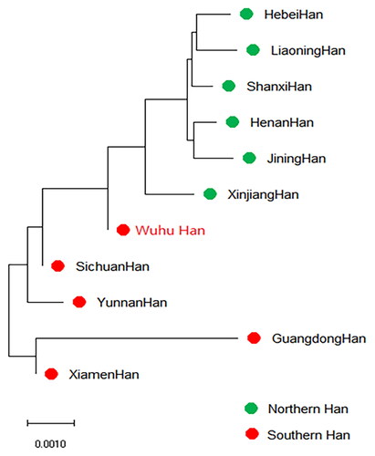 Figure 4. Neighbor-joining phylogenetic tree based on the allele frequencies of 19 shared STRs between the Wuhu Han population and 10 other Han populations. The Wuhu Han population is represented in red font.