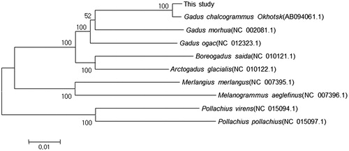 Figure 1. Phylogenetic tree of Gadus chalcogramma and related species’ complete mtDNA. Neighbour-joining tree based on the 13 protein-coding genes of genus Theragra chalcogramma. The numbers at the nodes are bootstrap values computed using 10,000 replications and Kimura’s 2-parameter distance model. The scale bar indicates 0.01 substitutions per nucleotide position.
