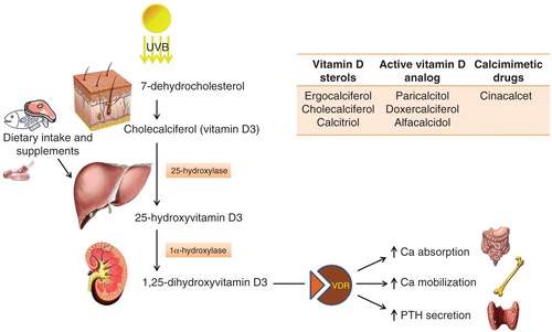 Figure 2. Illustration of vitamin D metabolism. In the skin, 7-dehydrocholesterol is converted to cholecalciferol (vitamin D3) by ultraviolet B (UVB) rays. Then, a 25-hydroxylase present in the liver transforms cutaneous cholecalciferol and the one deriving from diet and supplements in 25-hydroxyvitamin D3, which in turn is converted to 1,25-dihydroxyvitamin D3 by the renal 1α-hydroxylase. 1,25-dihydroxyvitamin D3 is the active form of vitamin D and, by binding to its related receptor (vitamin D receptor [VDR]), exerts the hormone effects on different target tissues. The physiological role played by vitamin D in calcium/phosphate balance justifies the use of the drugs listed in the table at the top right of the picture in CKD patients.