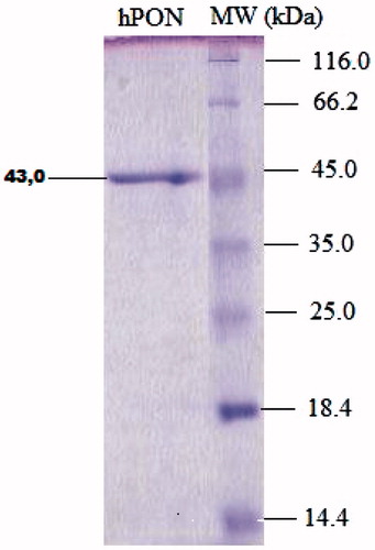 Figure 2. SDS-PAGE of PON1 purified by ammonium sulfate precipitation and hydrophobic interaction chromatography gel serum hPON1 was purified with ammonium sulfate precipitation (60–80%) and hydrophobic interaction chromatography. Lane 1, a pooled sample obtained from a column showing paraoxonase enzyme activity. Lane 2 contains β-galactosidase (116 kDa), bovine serum albumin (66.0 kDa), ovalbumin (45 kDa), Carbonic Anhydrase (33.0 kDa), β-lactogloulin (25.0 kDa), lysozyme (19.5 kDa) protein marker. The molecular weight of PON1 was estimated to be approximately 43 kDa.