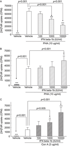 Figure 1.  Effect of IFN beta-1b on mitogen-induced proliferation of peripheral blood mononuclear cells of guinea pigs (A), rabbits (B) and rats (C). The mononuclear cells were treated with 10 μg/ml PHA (Figures A and B) or 3 μg/ml Con A (Figure B) for 72 h. The cell proliferation was assessed by [3H]-TdR uptake. Cells were pulsed with [3H]-TdR 24 h before harvesting. Results represent means ± SD (n = 5). Statistical analysis was made according to Dunnett’s test; significant difference was noted in the figures at p <0.05.
