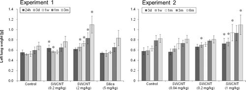 Figure 5.  Absolute left lung weights of SWCNT-exposed rats and corresponding controls at each time point in experiment 1 (left) and 2 (right). Values are represented as the mean ± SD. *Significant increase from vehicle control (p < 0.05).