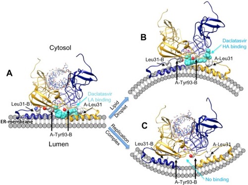 Figure 5 Theoretical models of daclatasvir (turquoise) binding to NS5A and potential AH mediated effect on membrane morphology.Notes: The models suggest the drug (turquoise) binds simultaneously to two asymmetric sites at the NS5A A/B dimer/membrane interface (blue/gold). A core site between Y93 of each monomer binds one cap of the drug, while the second cap fits between residues 93 and 31 of the aligned subunits. (A) The aromatic linker provides favorable interactions and positions the caps simultaneously within the two LA sites formed by AH aligned in the membrane plane. (B) Conformational change of AH exposes an HA “open” drug site between 93 and 31 of the different subunits. Binding to this state may lock NS5A into a conformation conducive to lipid droplet formation and release to cytosol, and is thought to impair assembly of other viral oligomers. (C) NS5A binding with RNA, NS5B, and other proteins induces replication complex formation in a membranous web and significantly lowers the affinity for drug binding. Reproduced with permission of James H Nettles. Copyright © 2013.Abbreviations: AH, amphipathic helix; HA, higher affinity; LA, lower affinity; Leu, leucine; NS5A, nonstructural protein 5A; RNA, ribonucleic acid; Tyr, tyrosine.