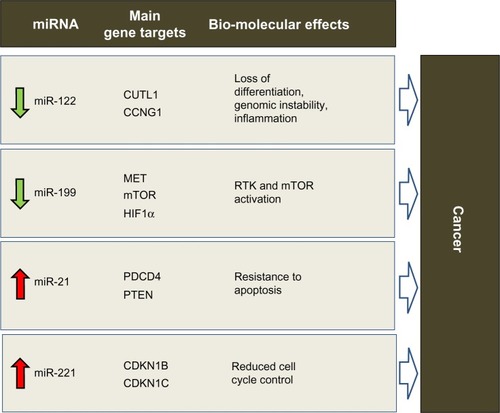 Figure 1 Predicted effects of deregulated miRNAs in hepatocarcinogenesis. miR-122, miR-199, miR-221 and miR-21 were shown by various studies to be consistently deregulated in HCC. Via aberrant control of protein-coding gene targets (only the major ones are shown), their deregulation is expected to induce biomolecular effects that promote tumorigenesis