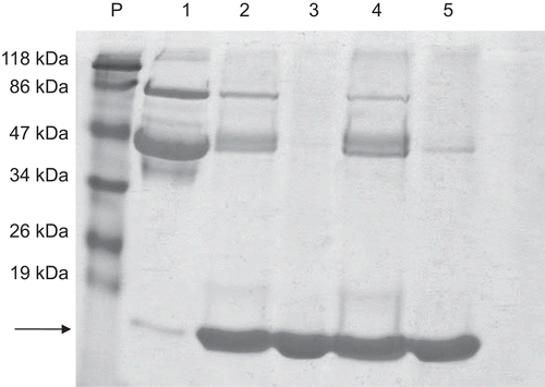 Figure 1.  Polyacrylamide 12% SDS-PAGE electrophoresis of the products of the purification steps of LZ purification. P, molecular mass standard; 1, egg white (20 µg); 2, eluate of IRC-50 (20 µg); 3, permeate IRC-50 (20 µg); 4, eluate of IRP-88 (20 µg); 5, permeate IRR-88 (20 µg). The arrow indicates the LZ band around 14.4 kDa.