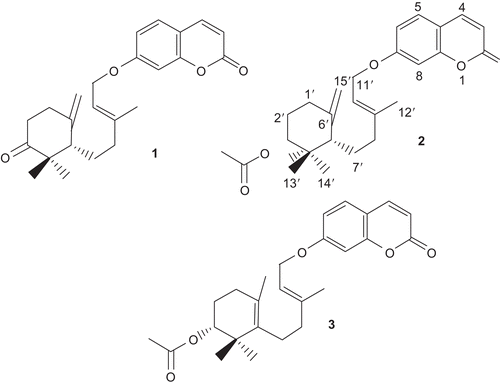 Figure 1.  Chemical structures of new compounds (1-3) isolated from Ferula flabelliloba.
